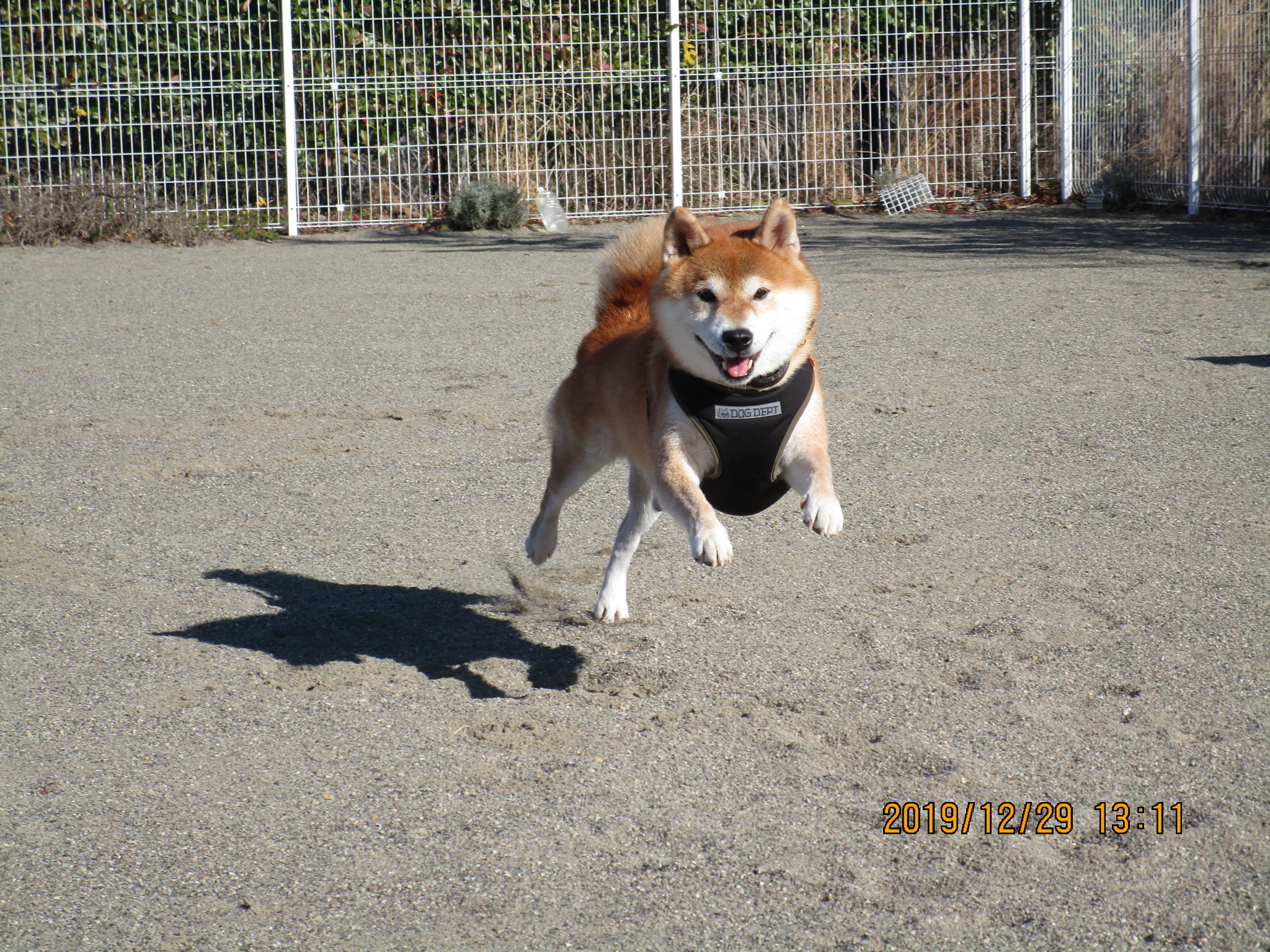 茶助くん